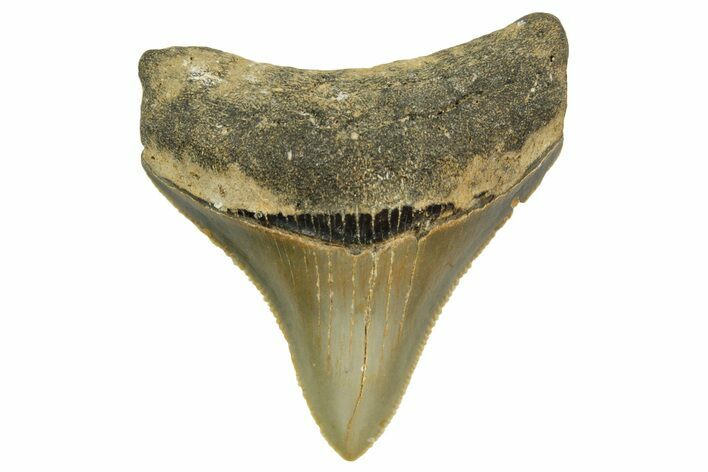 Serrated, Juvenile Megalodon Tooth - North Carolina #363686